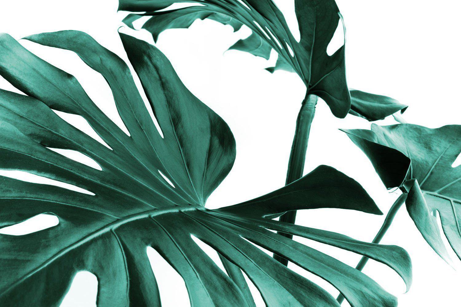 Monstera Leaves Wall Mural-Wall Mural-Eazywallz