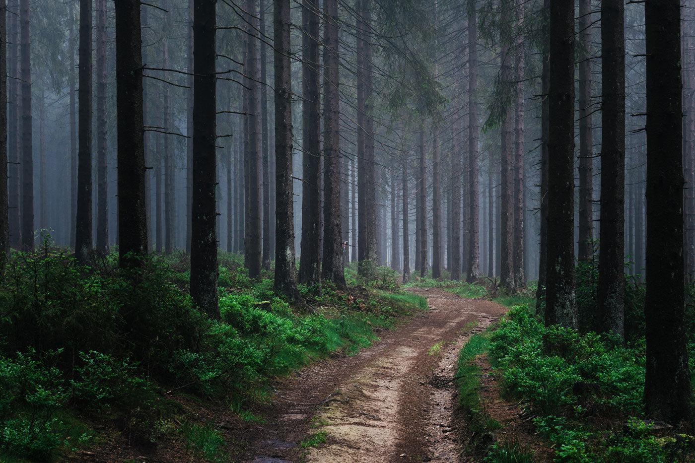 Moody Forest Wall Mural-Wall Mural-Eazywallz