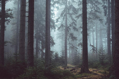 Mysterious Forest in Fog Wall Mural-Wall Mural-Eazywallz