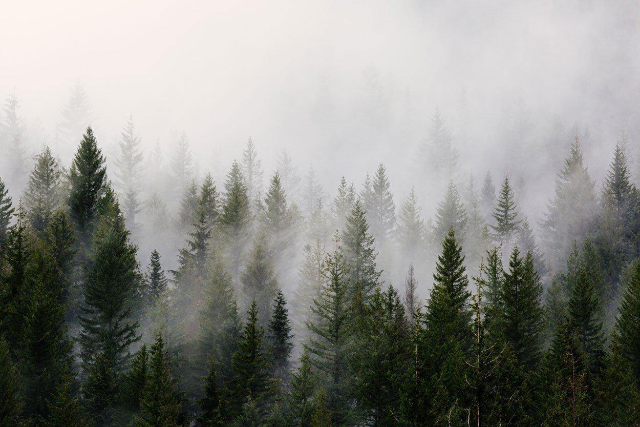 Mystic Forest Landscape Wall Mural-Wall Mural-Eazywallz