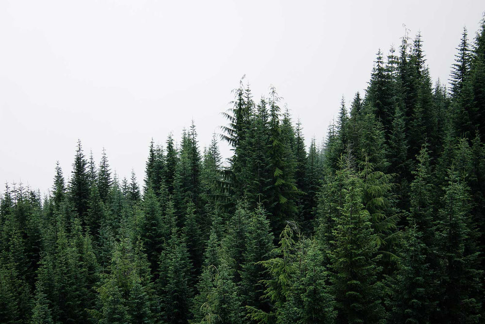Natural Forest Tree Line Wall Mural - Forest Wallpaper - Eazywallz