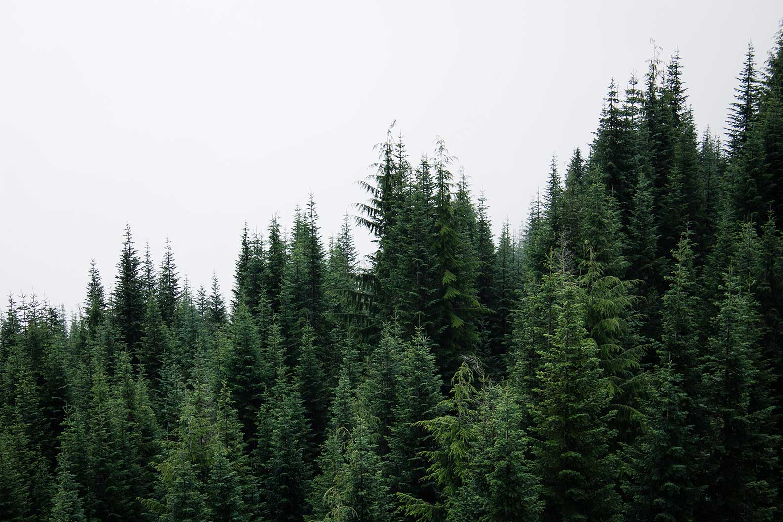 Natural Forest Tree Line Wall Mural-Wall Mural-Eazywallz