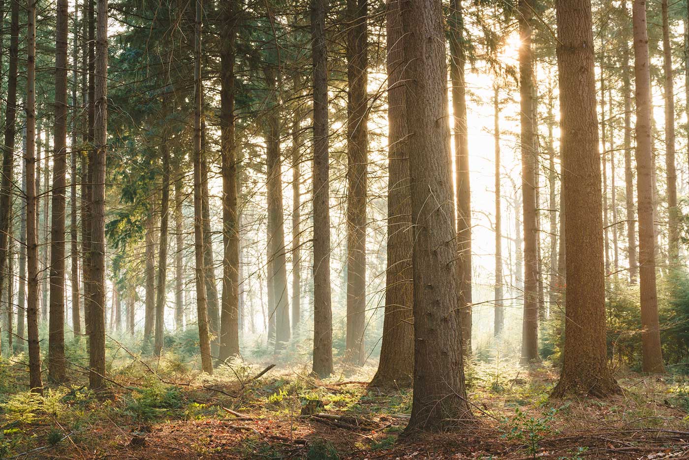 Northern Sun Light Forest Wall Mural-Wall Mural-Eazywallz