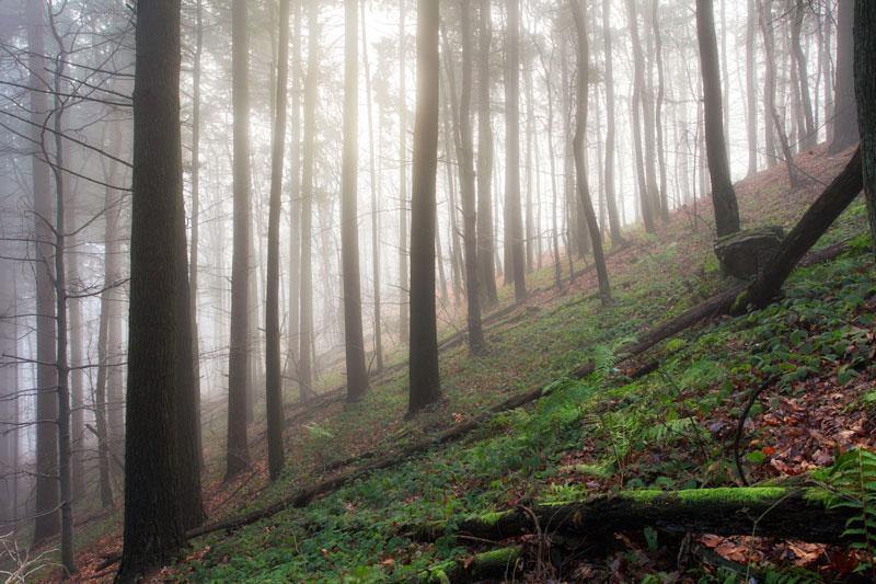 Old Forest Hill Wall Mural-Wall Mural-Eazywallz