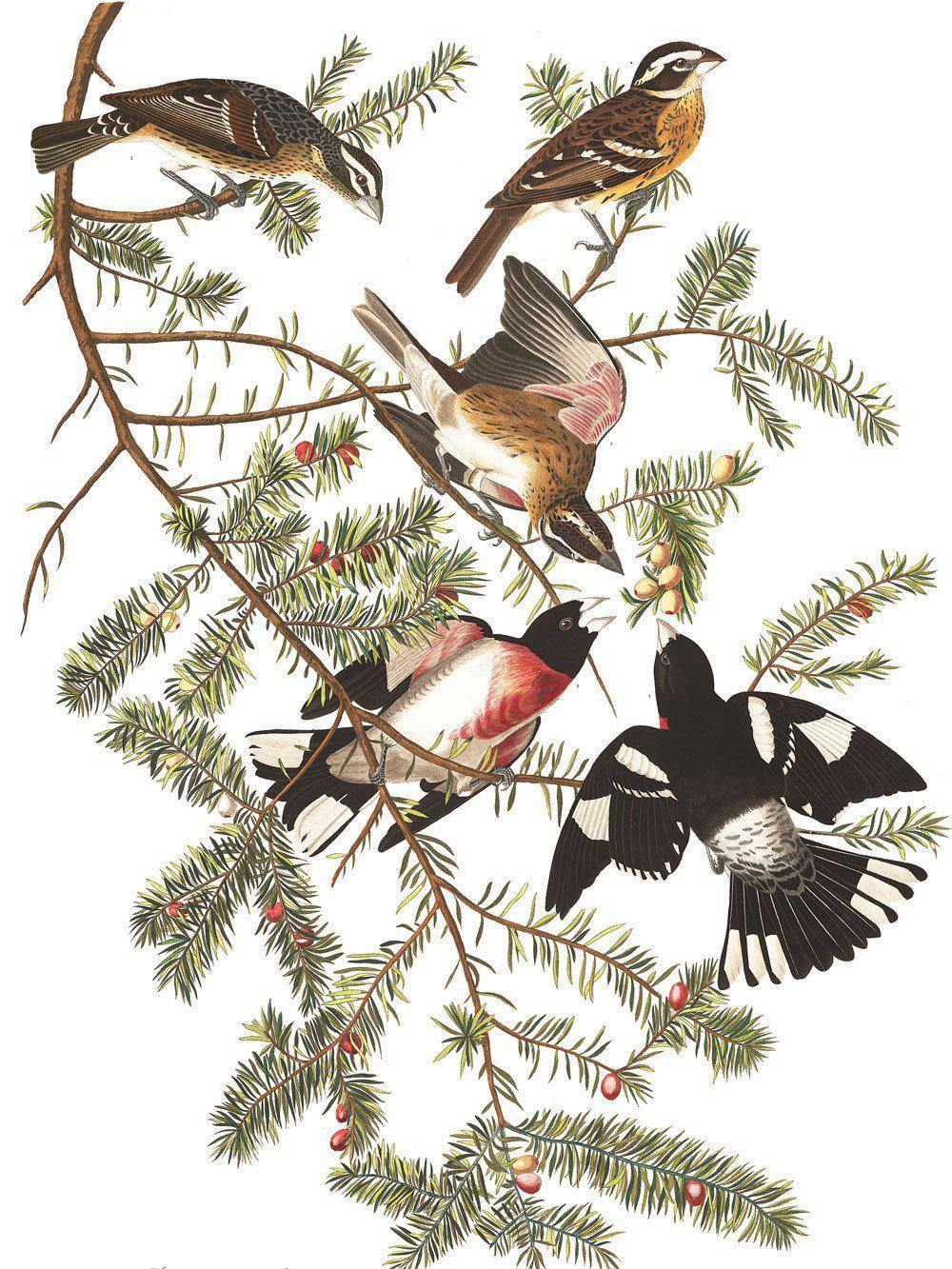 Old Red Grosbeak Bird Mural Wallpaper-Wall Mural-Eazywallz