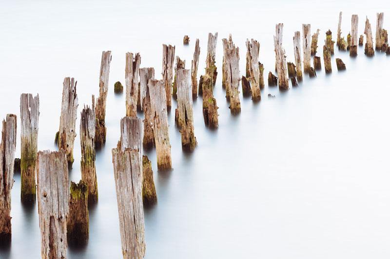 Old Trunks out of Water Wall Mural-Wall Mural-Eazywallz