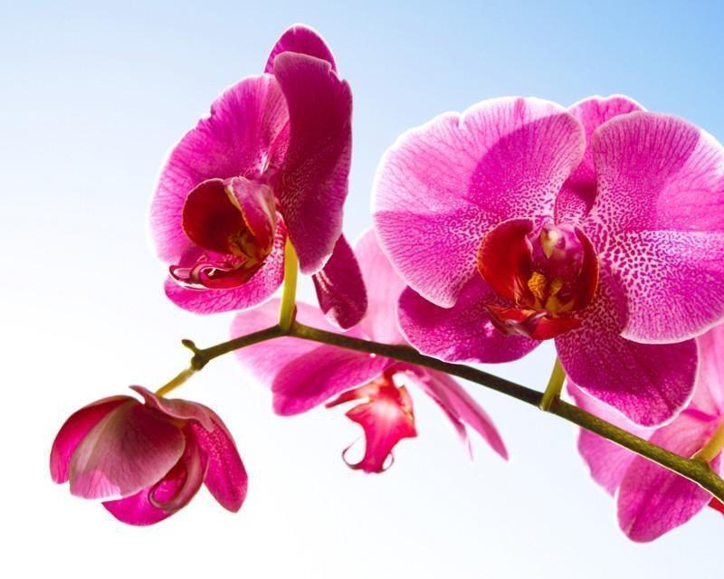 Orchid on a blue sky Wall Mural-Wall Mural-Eazywallz