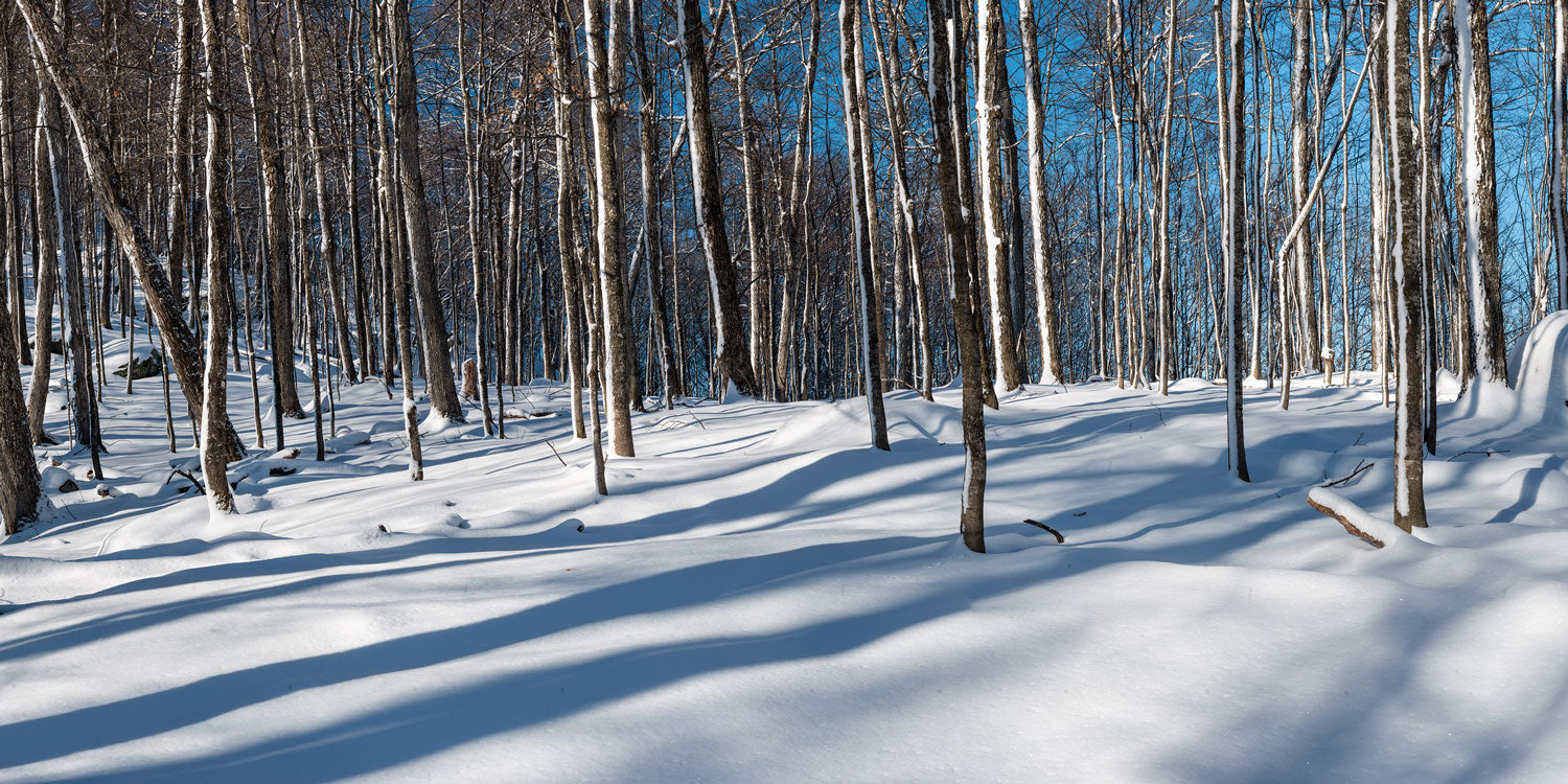 Panoramic Snowy Forest Wall Mural