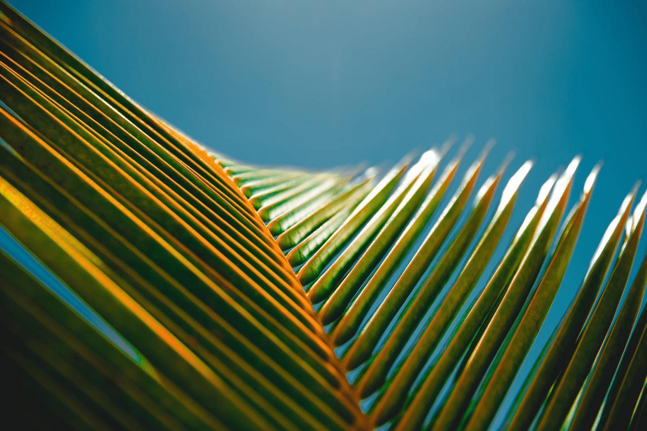 Palm Leaf Close up Wall Mural-Wall Mural-Eazywallz