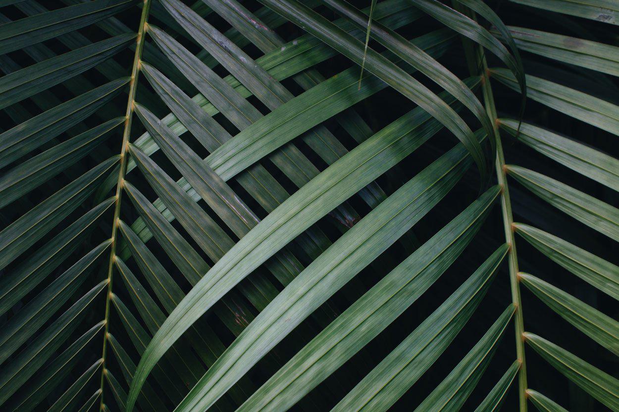 Palm Leaf close up Wallpaper Mural-Wall Mural-Eazywallz