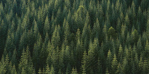 Perfect Tree Forest Line Wall Mural | Eazywallz
