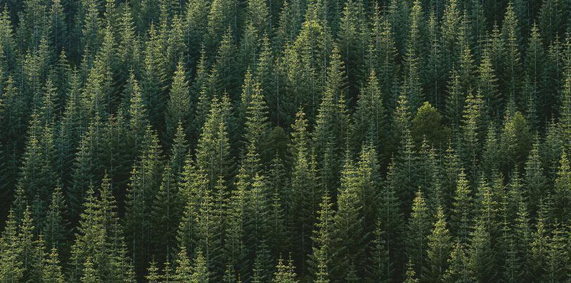 Perfect Tree Forest Line Wall Mural | Eazywallz