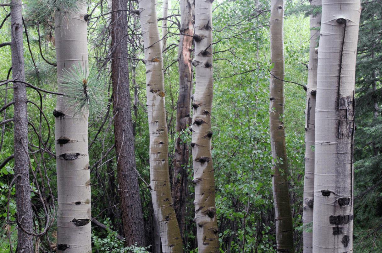 Pine Forest Wall Mural-Wall Mural-Eazywallz