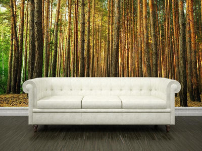 Pine tree forest Wall Mural-Wall Mural-Eazywallz