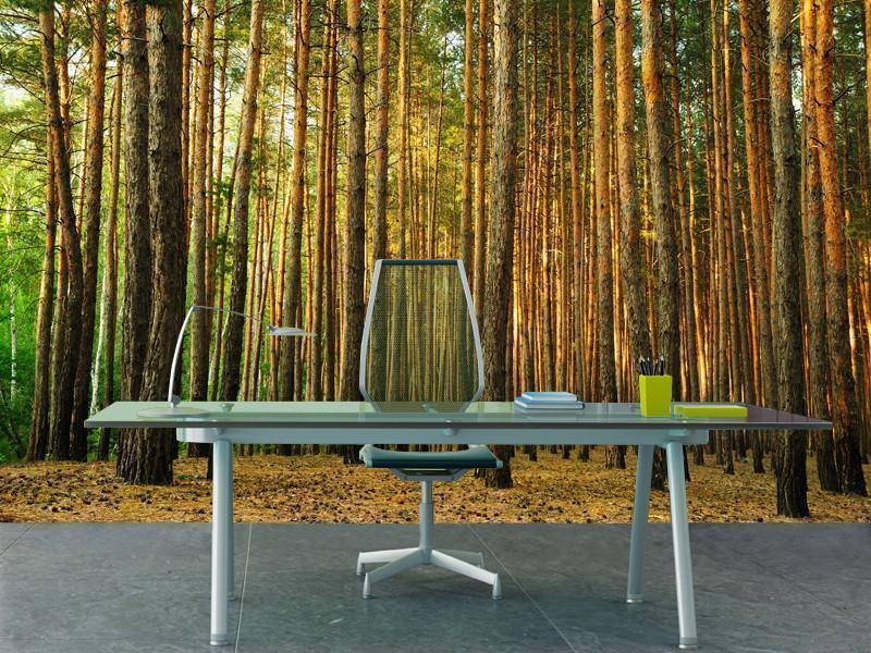 Pine tree forest Wall Mural-Wall Mural-Eazywallz