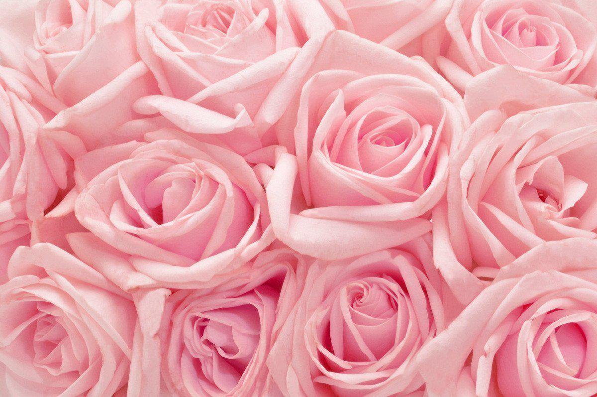 Pink Roses Background Wallpapers