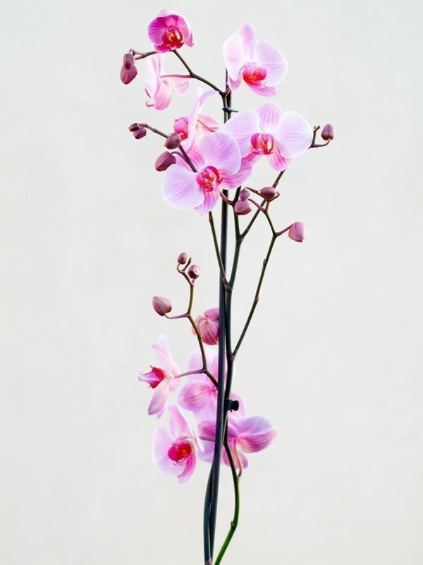 Potted orchid flower Wall Mural-Wall Mural-Eazywallz