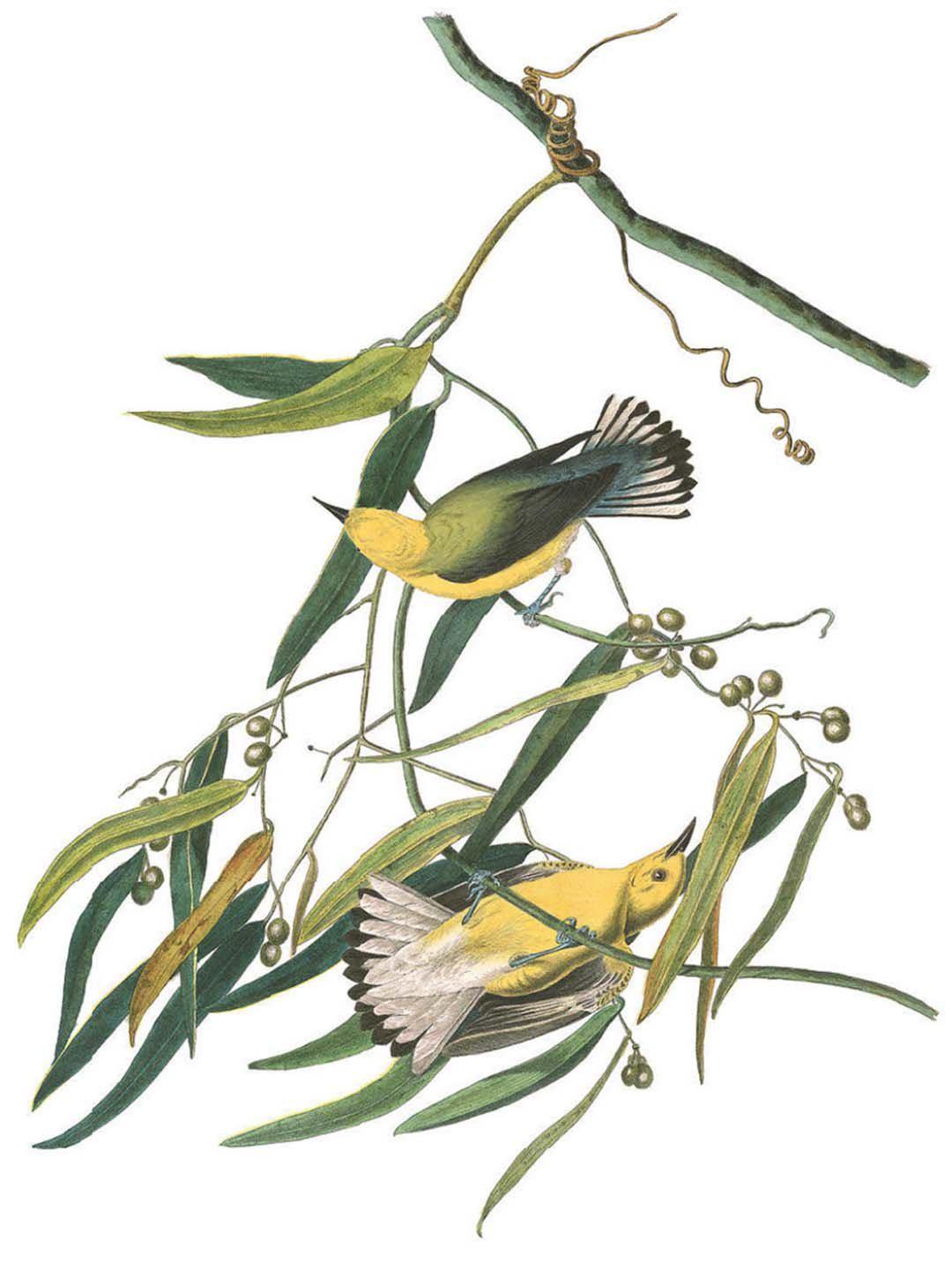 Prothonotary Warbler Wall Mural-Wall Mural-Eazywallz