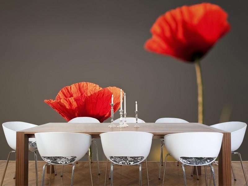Red Poppies against Grey Background Wall Mural-Wall Mural-Eazywallz