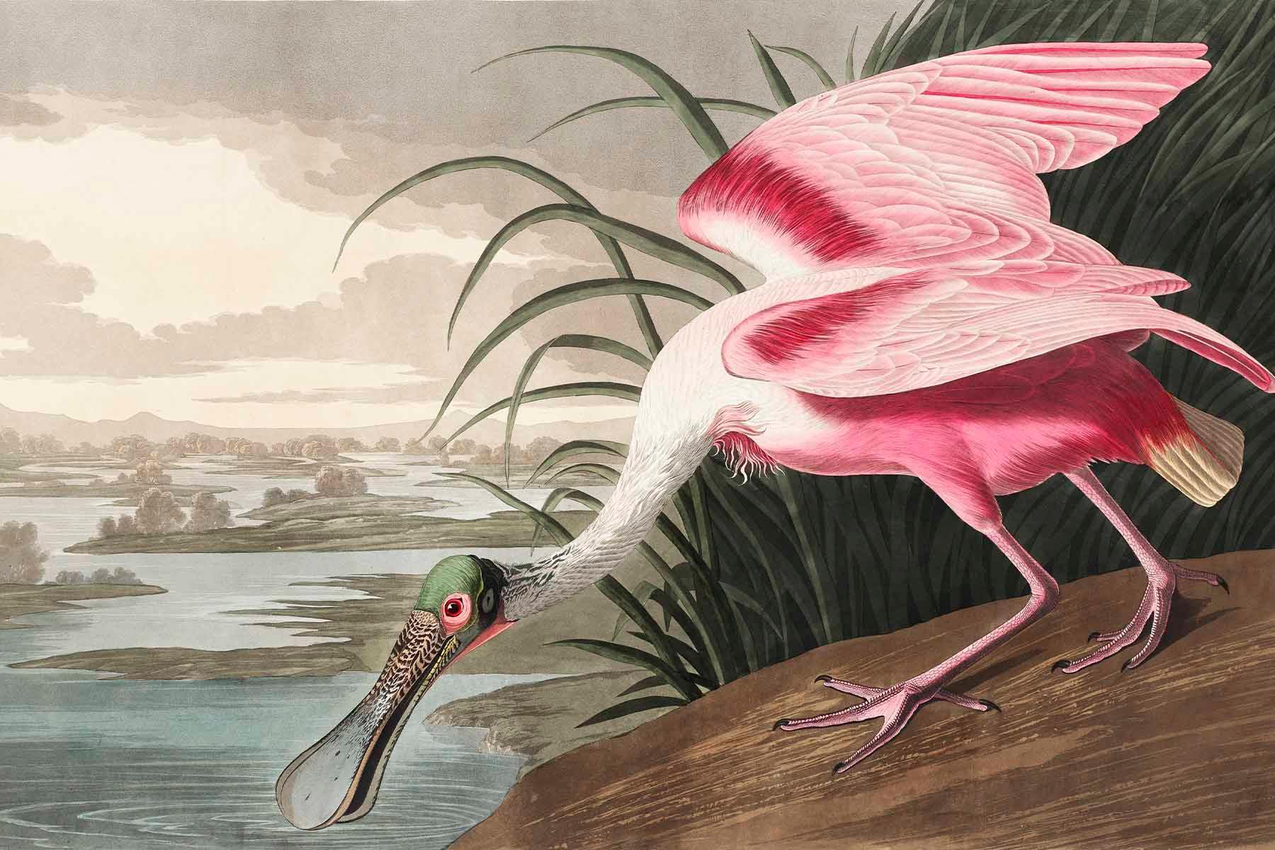 Roseate Spoonbill Wall Mural-Wall Mural-Eazywallz