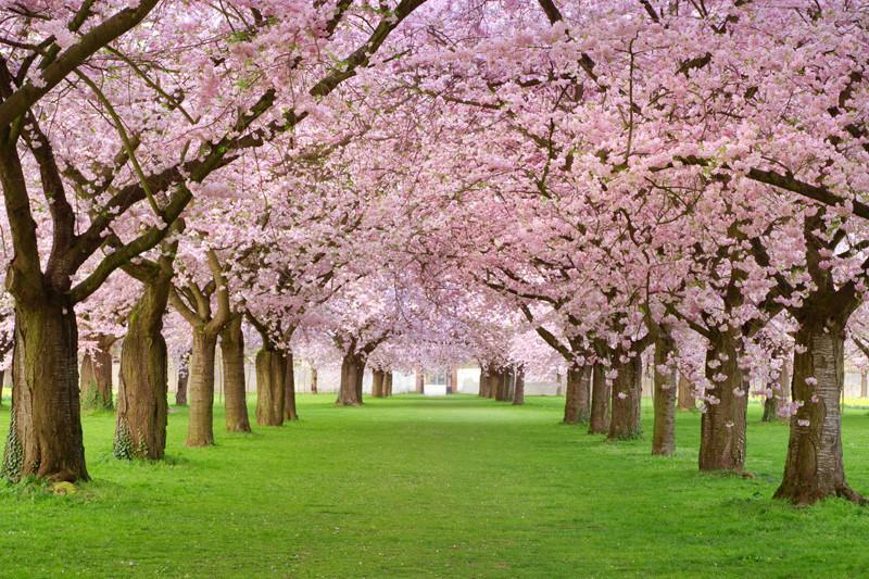 Rows of Beautifully Blossoming Cherry Trees Wall Mural-Wall Mural-Eazywallz