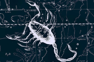 Scorpio Constellation Map in Navy Wall Mural-Wall Mural-Eazywallz