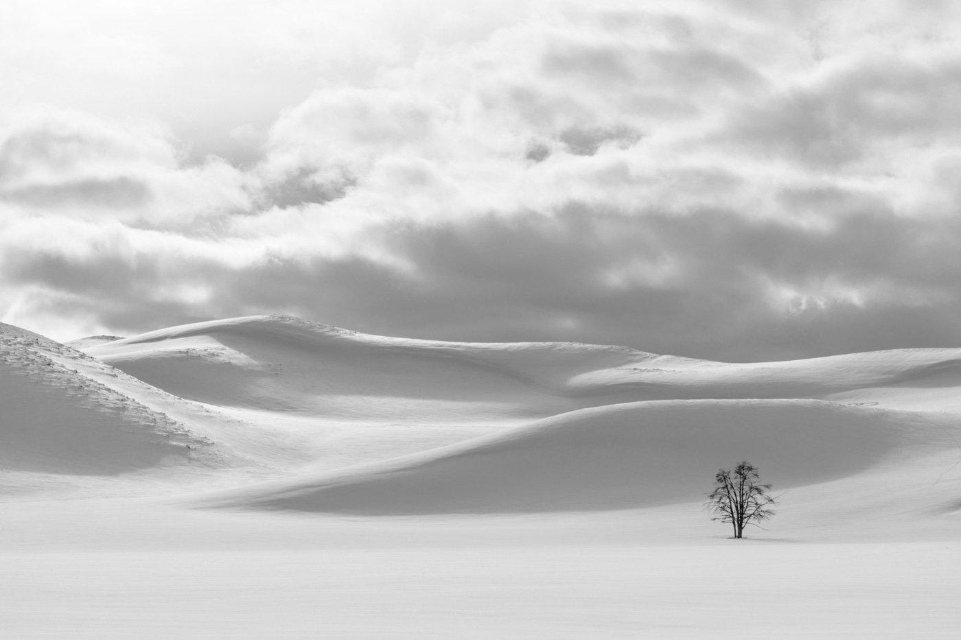 Shades of white in Hayden Valley Wall Mural-Wall Mural-Eazywallz