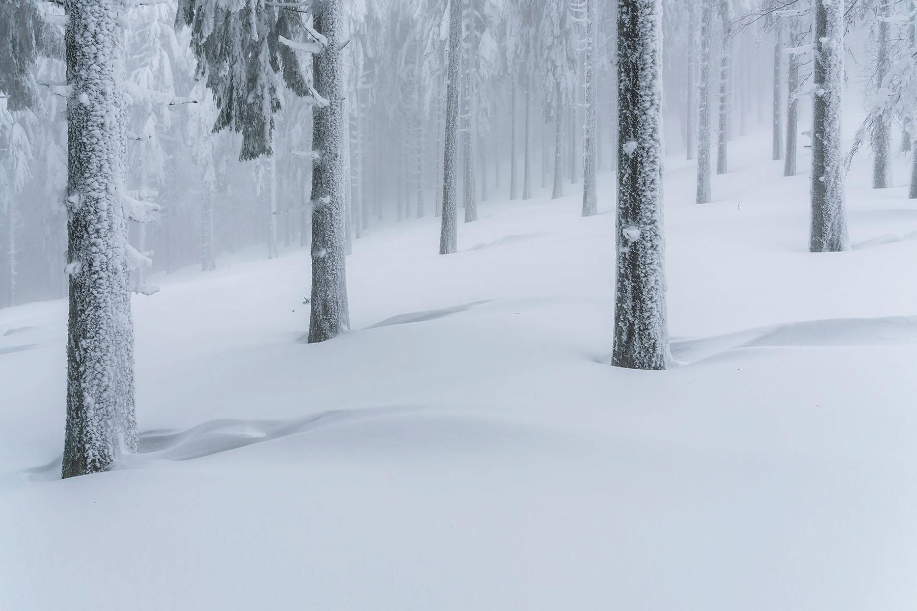 Silver Winter Forest Wall Mural-Wall Mural-Eazywallz