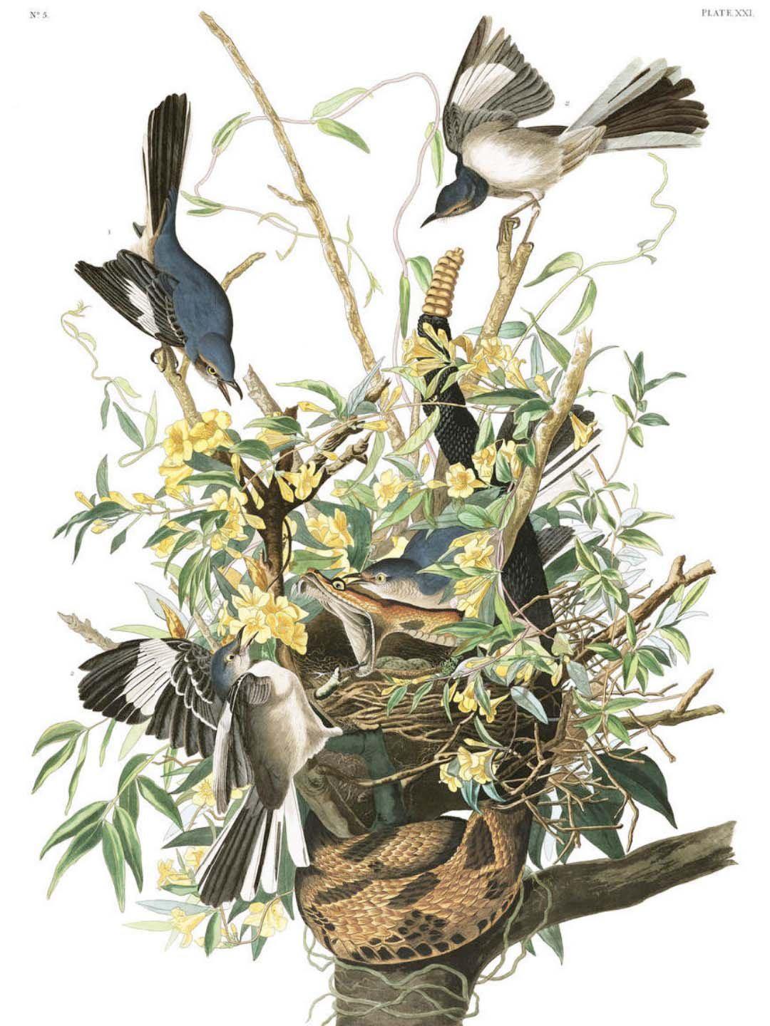 Snake and Mocking Birds Wall Mural-Wall Mural-Eazywallz