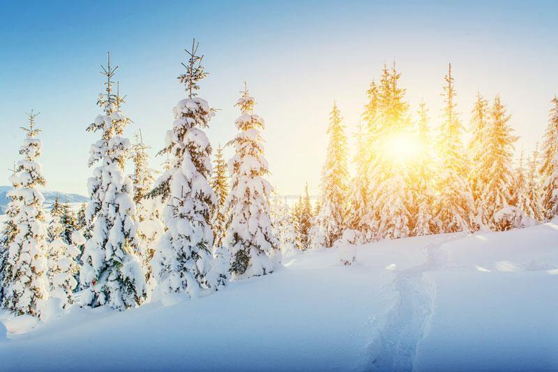 Snow Covered Forest Wall Mural-Wall Mural-Eazywallz