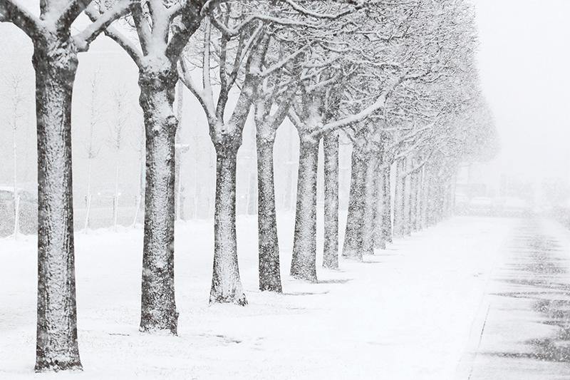Snow Covered Park in St.Petersburg Wall Mural-Wall Mural-Eazywallz