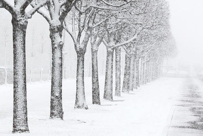 Snow Covered Park in St.Petersburg Wall Mural-Wall Mural-Eazywallz