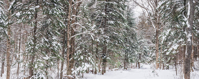 Panoramic Snowy Forest 2 Wall Mural