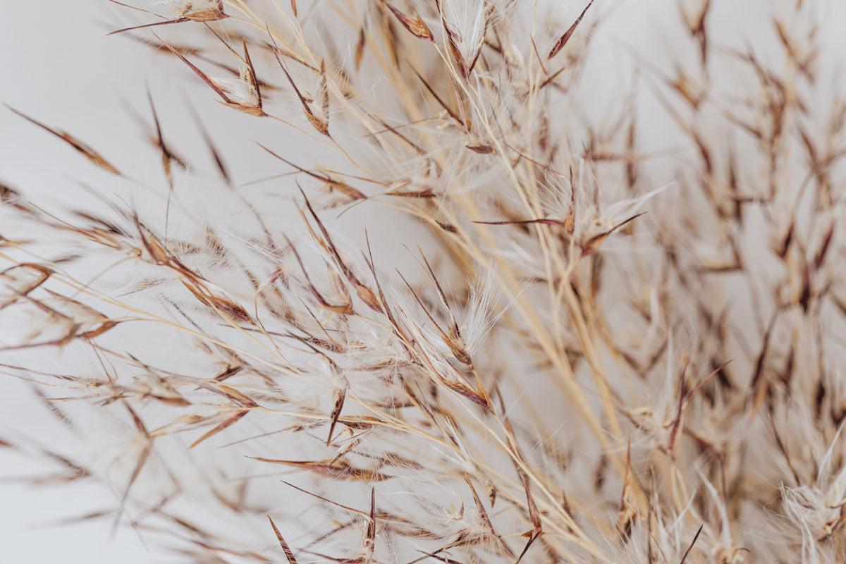 Soft Dry Reed Wall Mural-Wall Mural-Eazywallz