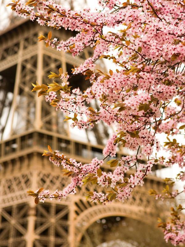 Spring in Paris, France Wall Mural-Wall Mural-Eazywallz