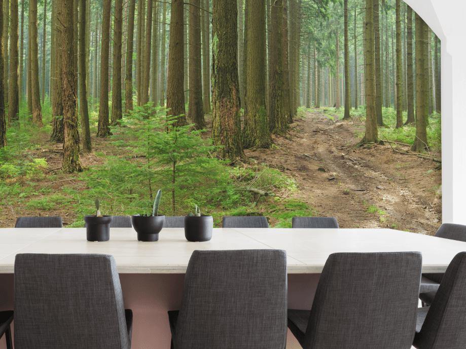 Spruce and Beech Trees Panoramic Wall Mural-Wall Mural-Eazywallz