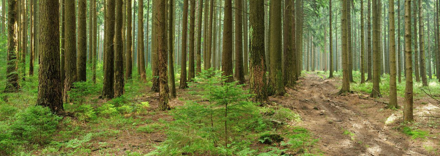 Spruce and Beech Trees Panoramic Wall Mural-Wall Mural-Eazywallz