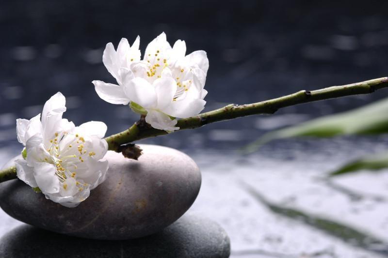 Stacked stones and white flower Wall Mural-Wall Mural-Eazywallz