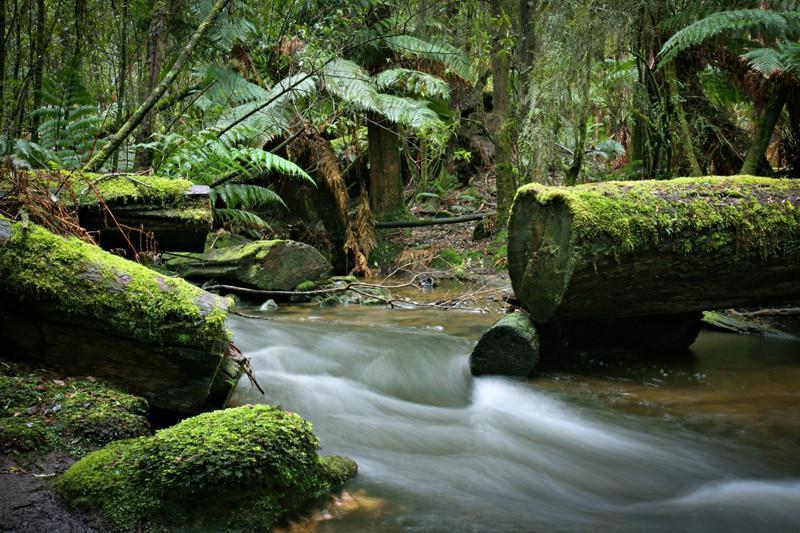 Stream in the rainforest Wall Mural-Wall Mural-Eazywallz