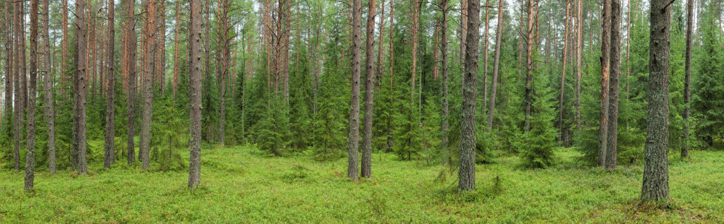 Summer Forest Panoramic Wall Mural-Wall Mural-Eazywallz