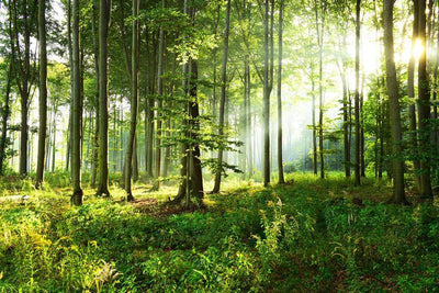 Sunny Morning Forest Wall Mural-Wall Mural-Eazywallz