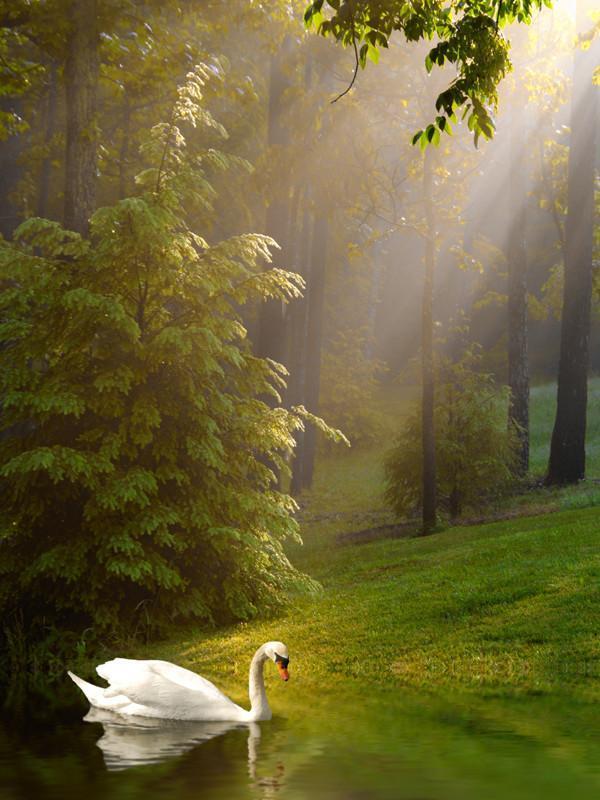 Swan on the lake Wall Mural-Wall Mural-Eazywallz