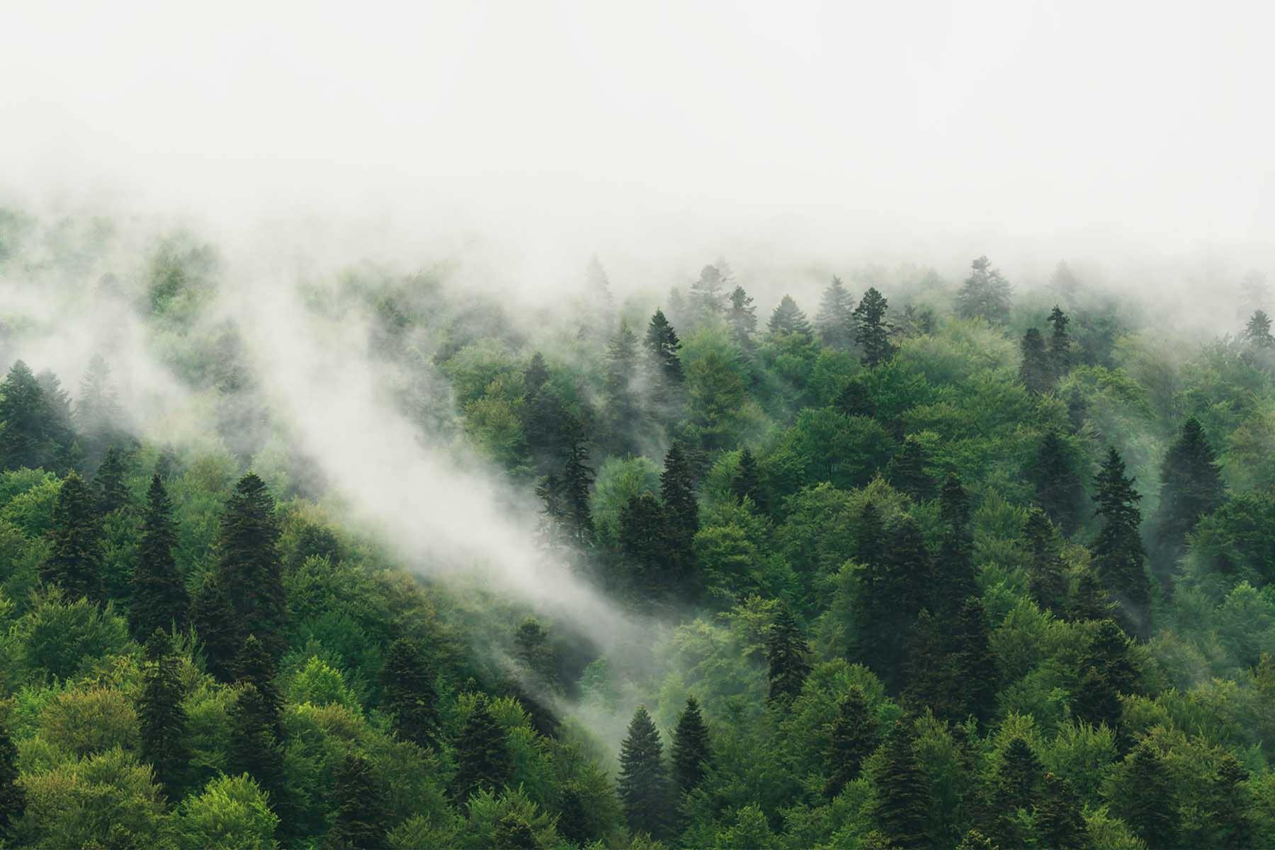 The Misty Wilderness Forest Wall Mural-Wall Mural-Eazywallz