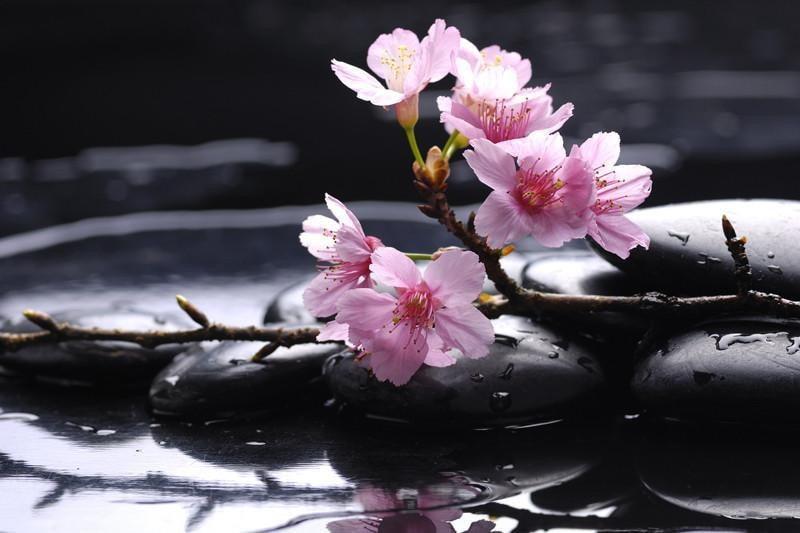 Therapy stones with cherry flowers Wall Mural-Wall Mural-Eazywallz