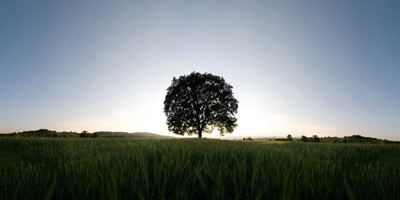 Tree in a Field of Wheat Wall Mural-Wall Mural-Eazywallz