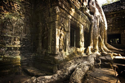 Trees in Angkor Temple, Cambodia Wall Mural-Wall Mural-Eazywallz
