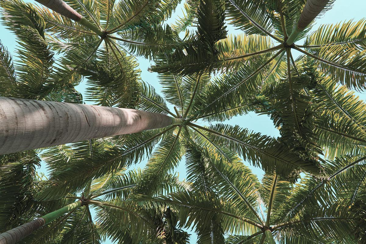 Tropical Scene Wallpaper Mural-Wall Mural-Eazywallz