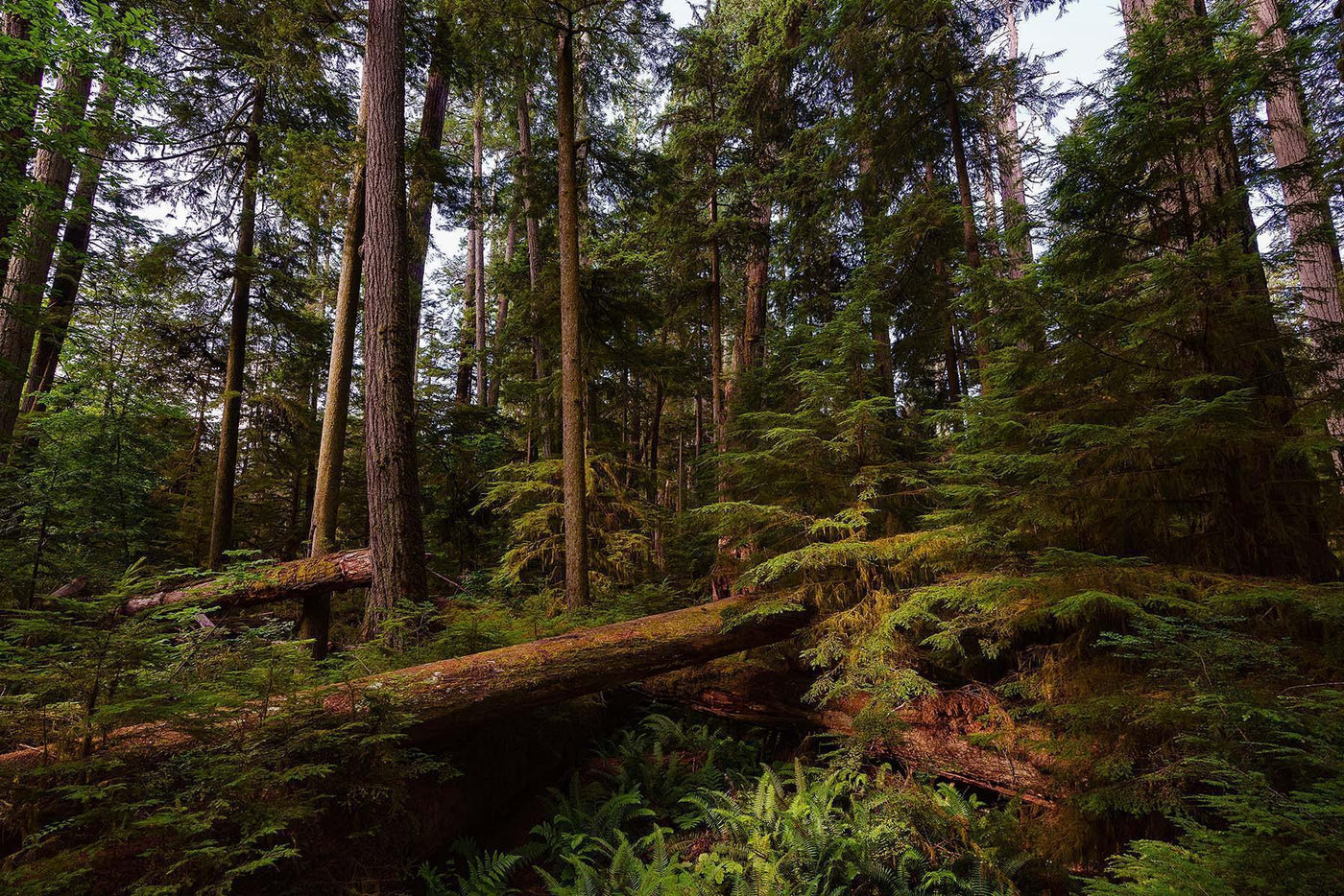 Vancouver Island Forest Wall Mural-Wall Mural-Eazywallz