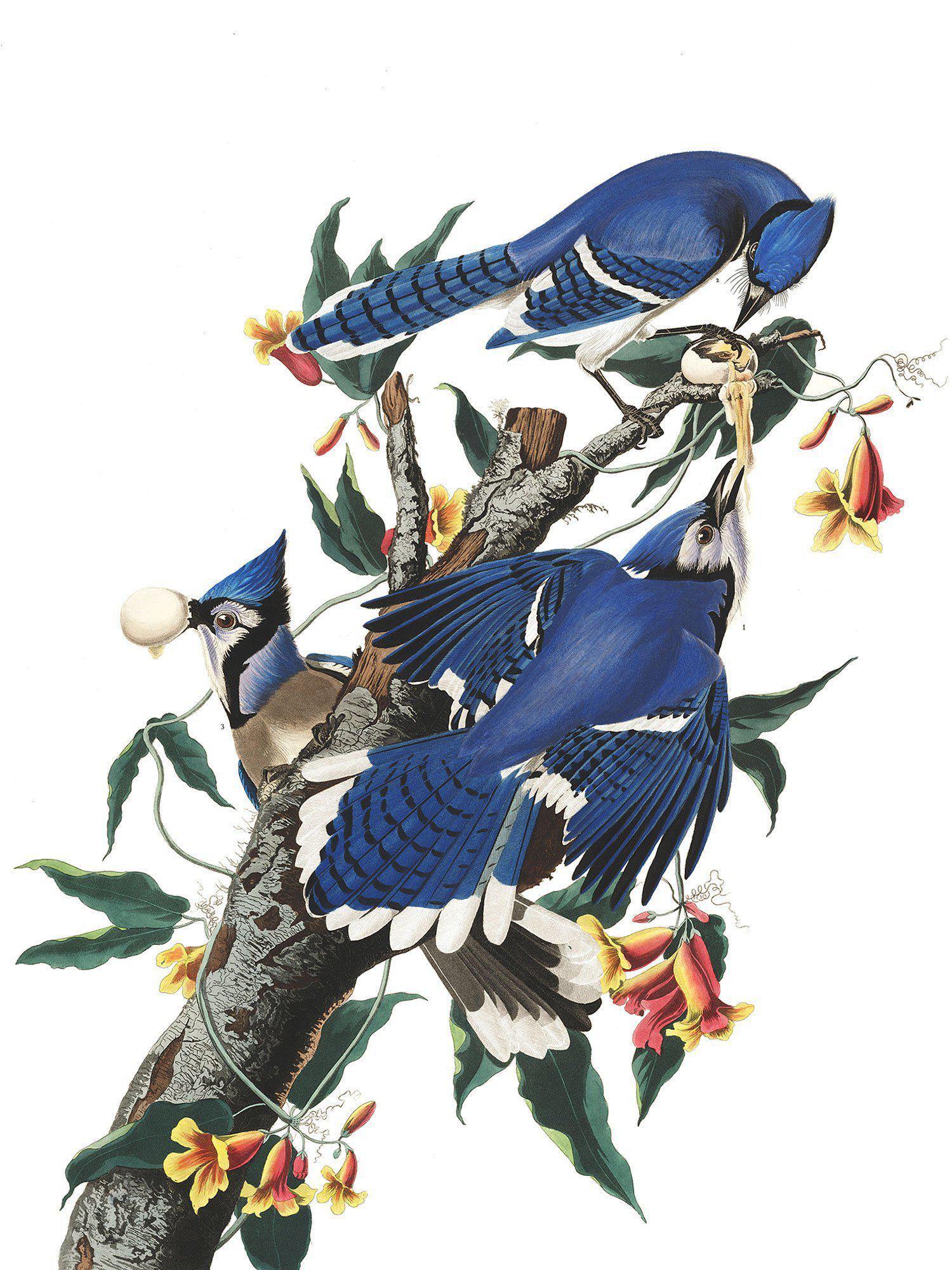 Vintage Blue Jays Wallpaper Mural-Wall Mural-Eazywallz