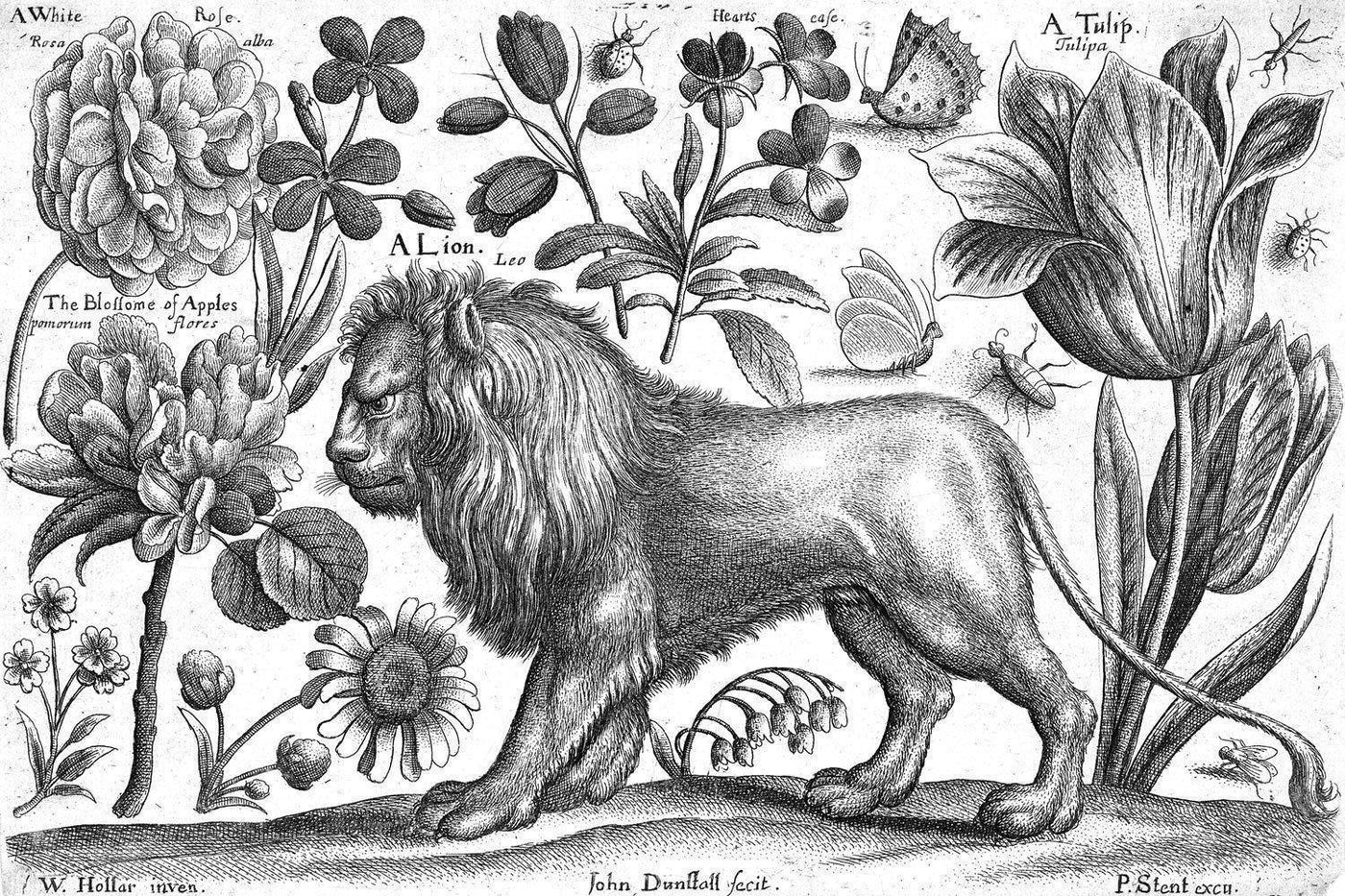 Vintage Lion & Tulip Illustrated Wall Mural-Wall Mural-Eazywallz